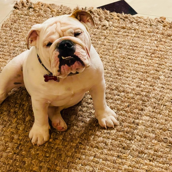 Meet your Posher, Alma - Picture 9 of 12